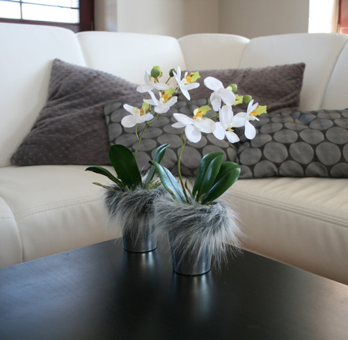 Miniorchidej v kožíšku — foto 2