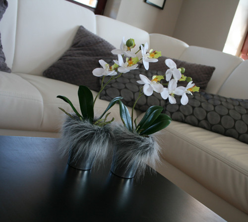 Miniorchidej v kožíšku — foto 3