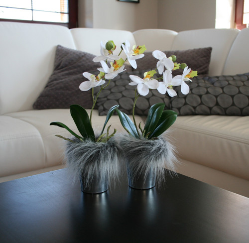 Miniorchidej v kožíšku — foto 4