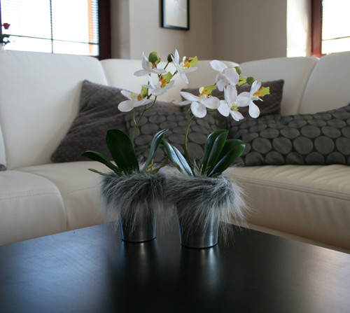 Miniorchidej v kožíšku — foto 6