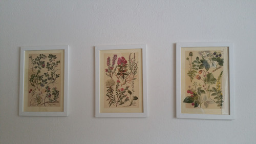 Botanický obrázek ze starého herbáře - A4, sada 3 — foto 2