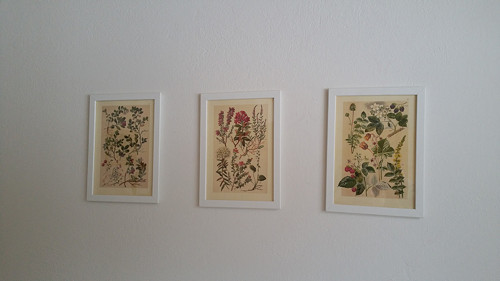 Botanický obrázek ze starého herbáře - A4, sada 3 — foto 3
