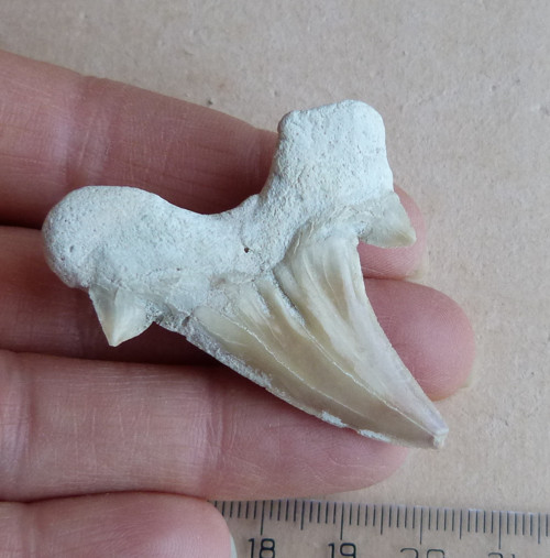 Žraločí zub velký - 4,9 cm — foto 2