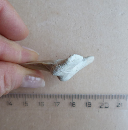 Žraločí zub velký - 4,9 cm — foto 4