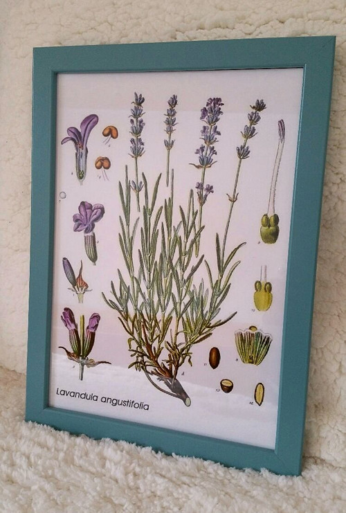 Botanický obrázek ze starého herbáře - A4 — foto 2