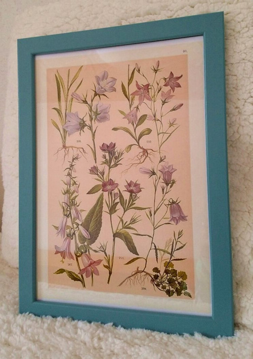 Botanický obrázek ze starého herbáře - A4 — foto 2