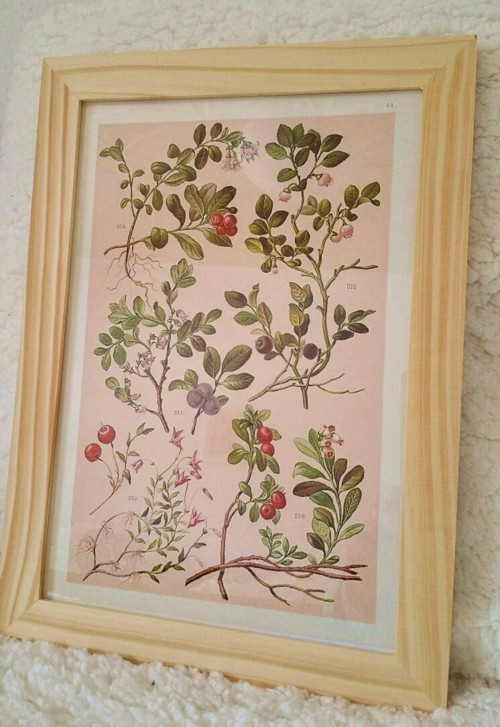 Botanický obrázek - reprodukce — foto 2