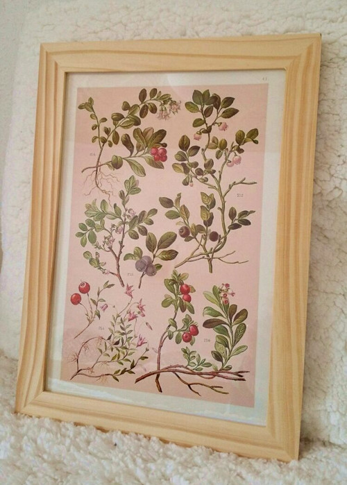 Botanický obrázek - reprodukce — foto 3