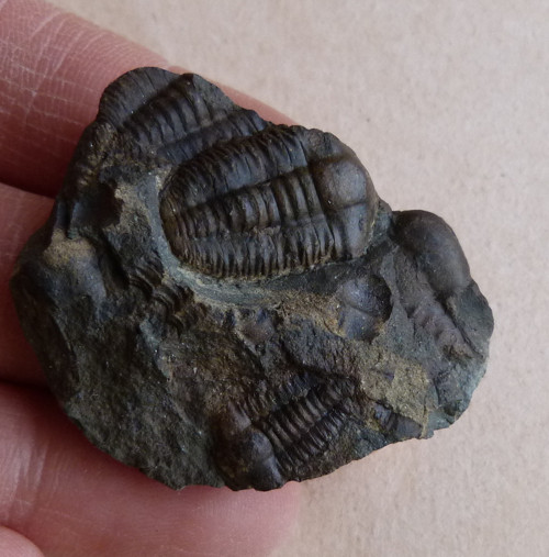 Trilobit ČR - 4,3 cm — foto 2