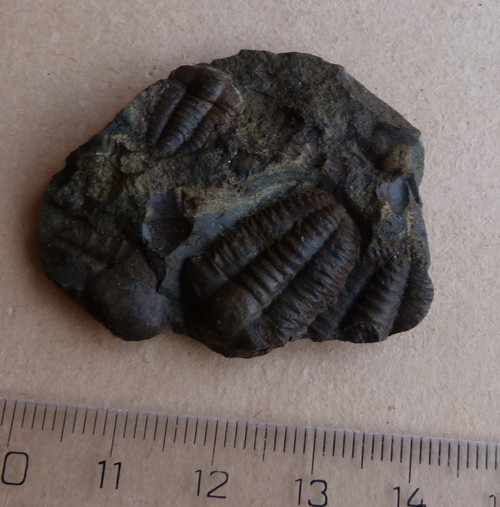 Trilobit ČR - 4,3 cm — foto 3