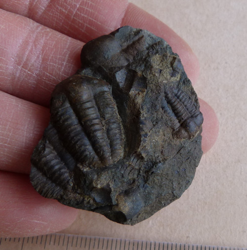 Trilobit ČR - 4,3 cm — foto 4