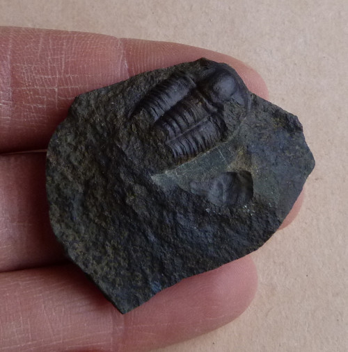 Trilobit ČR - 4 cm — foto 2
