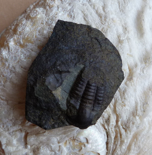 Trilobit ČR - 4 cm — foto 3