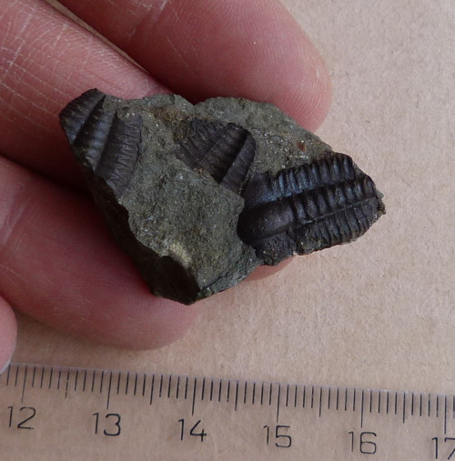 Trilobit ČR - 3,8 cm — foto 2
