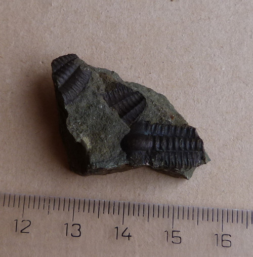 Trilobit ČR - 3,8 cm — foto 3