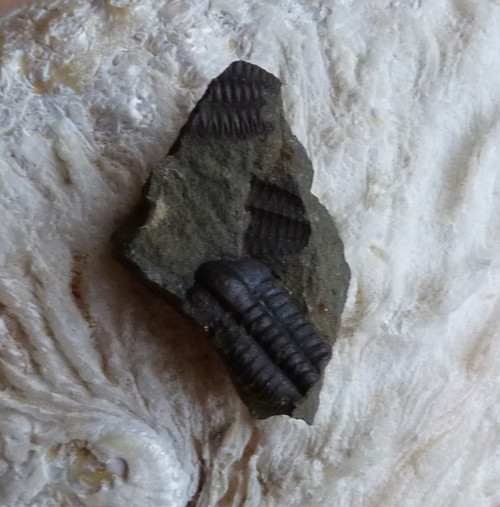 Trilobit ČR - 3,8 cm — foto 4