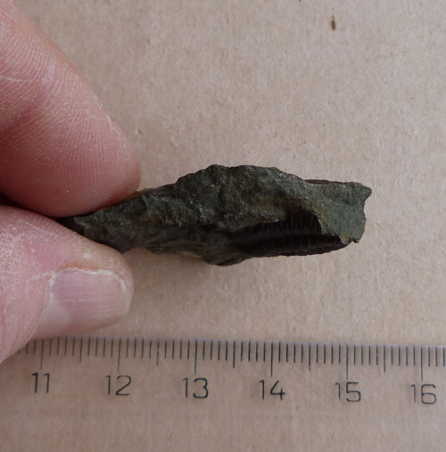 Trilobit ČR - 3,8 cm — foto 5