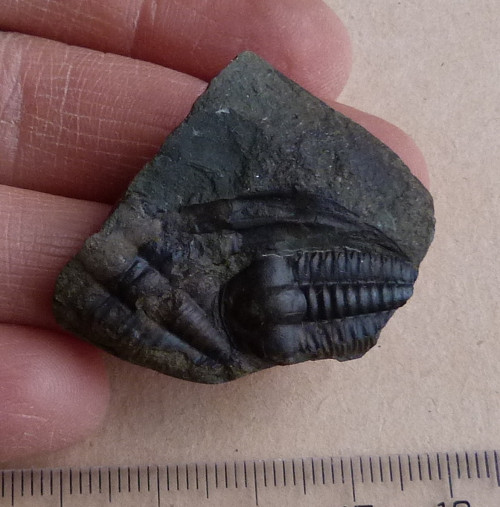 Trilobit ČR - 4 cm — foto 2