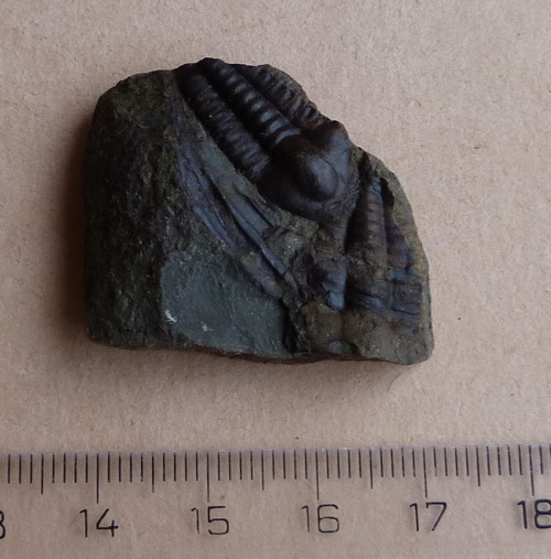 Trilobit ČR - 4 cm — foto 3