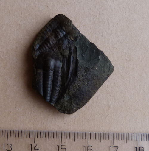 Trilobit ČR - 4 cm — foto 4