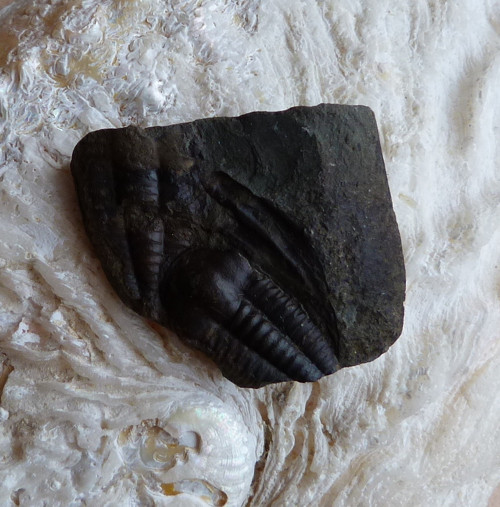 Trilobit ČR - 4 cm — foto 5