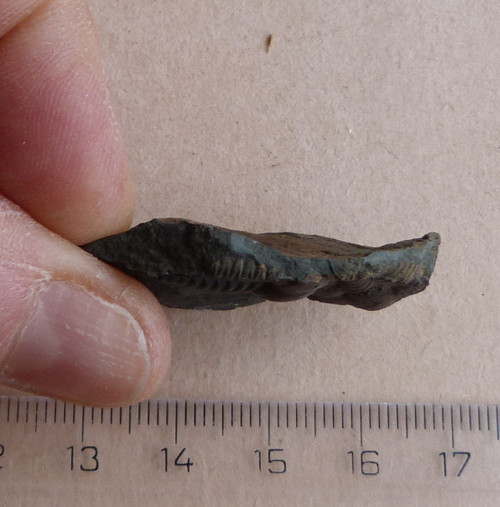 Trilobit ČR - 4 cm — foto 6