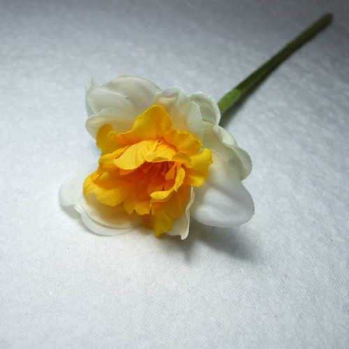 Narcis plnokvětý — foto 2