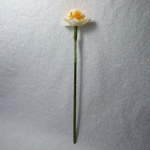Narcis plnokvětý — foto 3