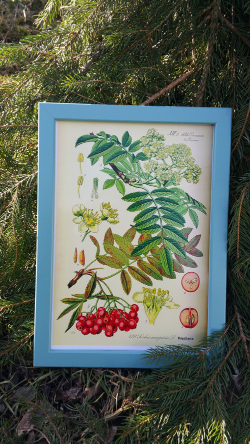 Botanický obrázek ze starého herbáře - A4 — foto 2
