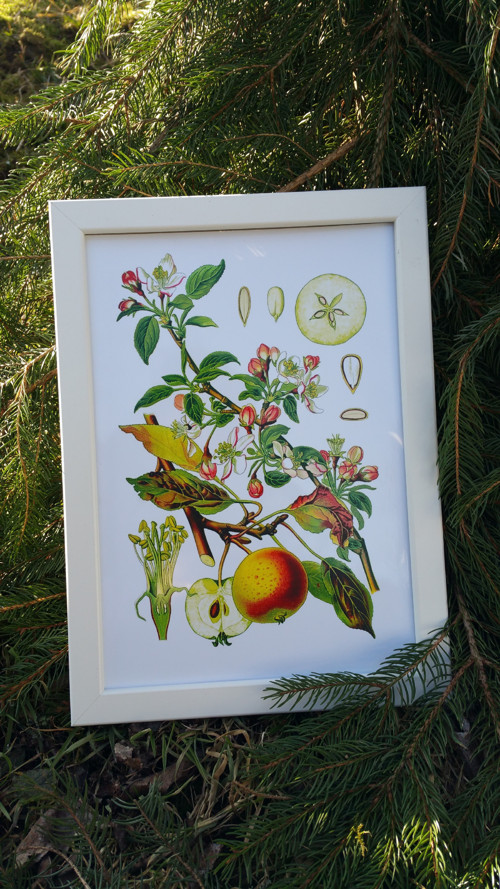 Botanický obrázek ze starého herbáře - A4 — foto 2