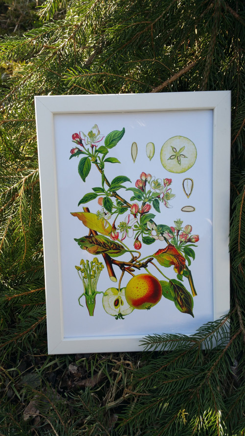 Botanický obrázek ze starého herbáře - A4 — foto 3
