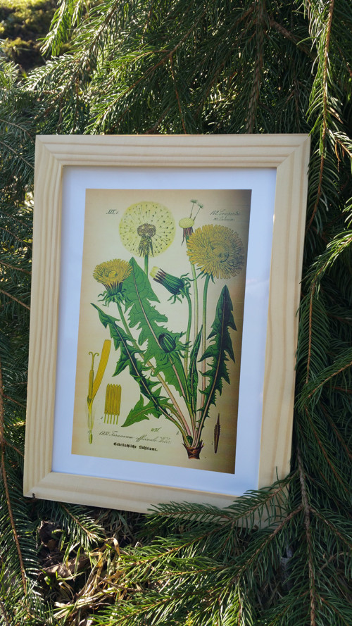 Botanický obrázek ze starého herbáře - A4 — foto 2