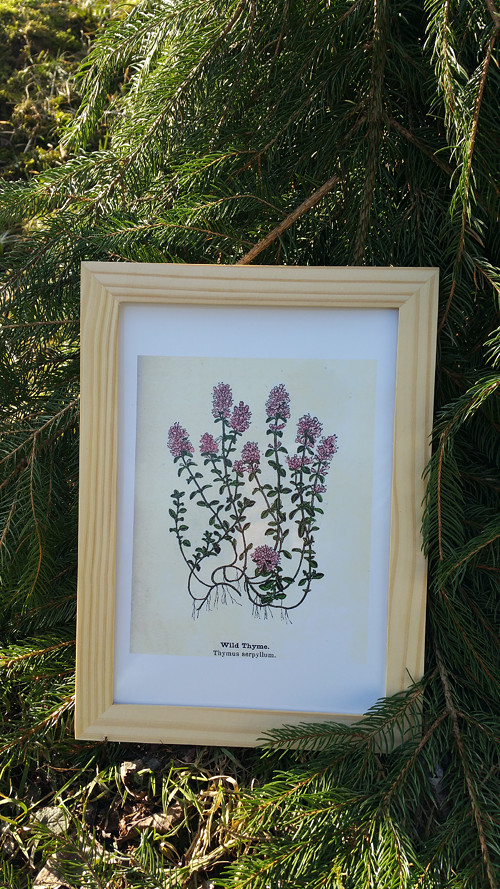 Botanický obrázek ze starého herbáře - A4 — foto 3