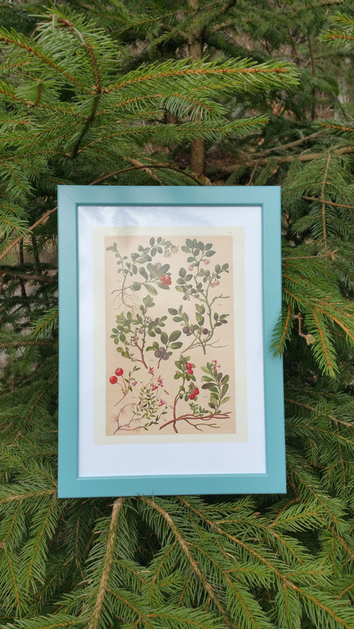 Botanický obrázek ze starého herbáře - A4 — foto 2