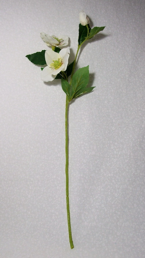 Čemeřice bílá — foto 2