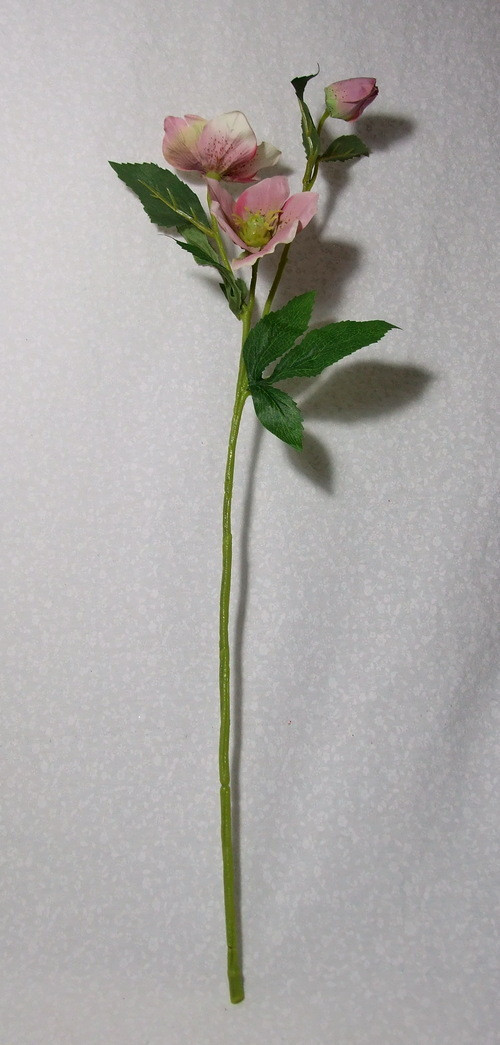 Čemeřice růžová — foto 2