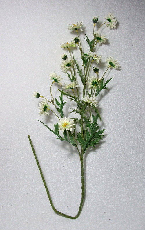 Kopretiny bílé luční — foto 2