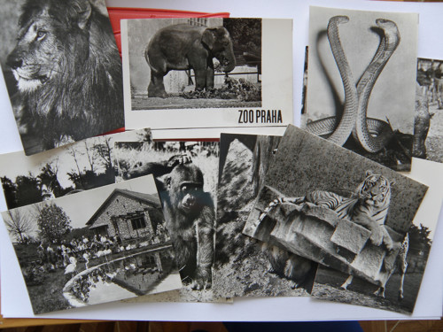 ZOO Praha — foto 2