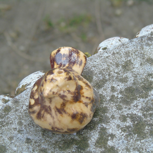 Ptáček — foto 3