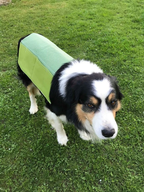 Sada canisterapeutických pomůcek - na přání — foto 2