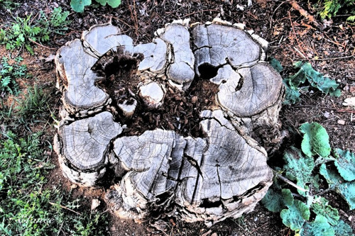 Osamělý pařez — foto 2