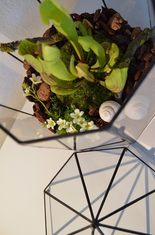 Florarium "Domeček kulatý" — foto 3