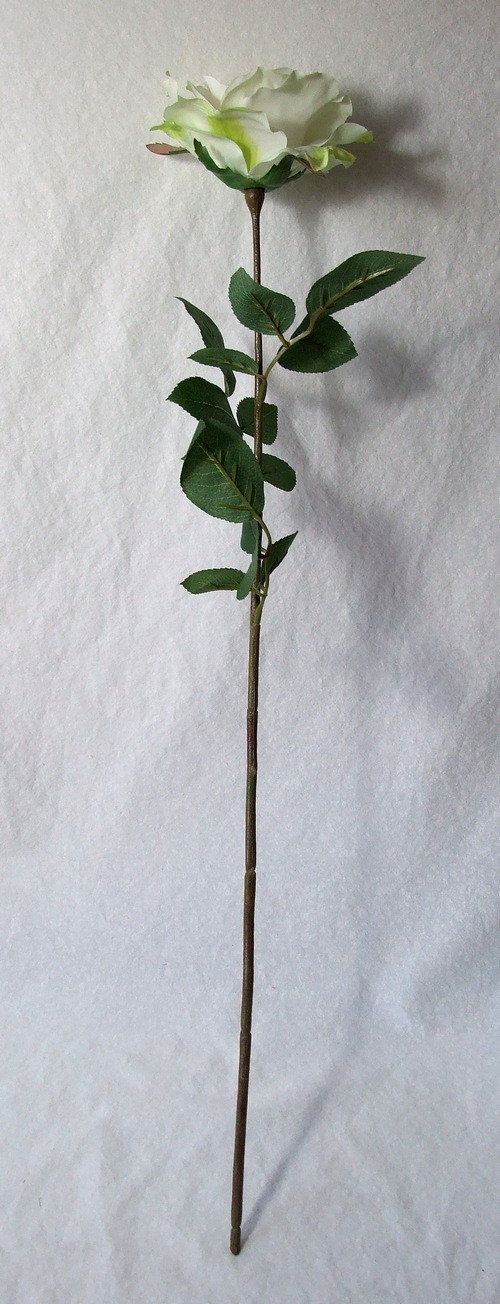 Růže bílo-zelená — foto 2