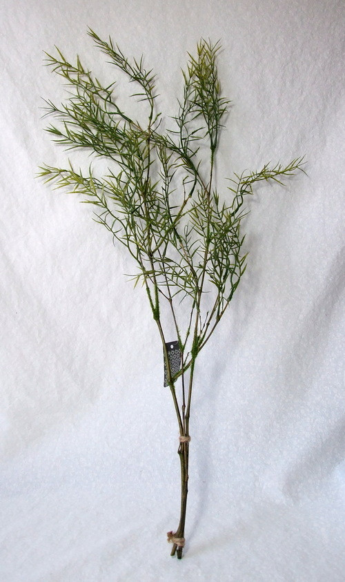 Asparagus 90 cm — foto 3