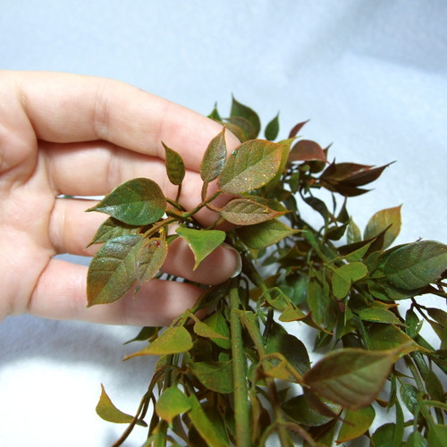Ruscus - umělý keřík — foto 3