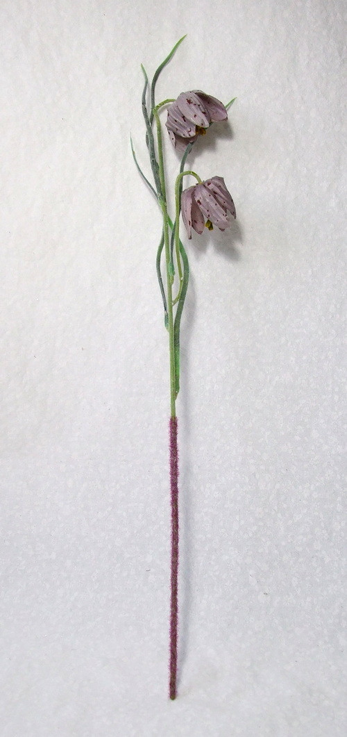 Řebčík kostkovaný — foto 2