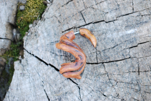 Falešný roztahovák - Thick root — foto 2