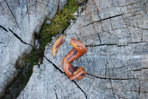 Falešný roztahovák - Thick root — foto 3