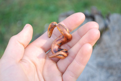 Falešný roztahovák - Thick root — foto 4