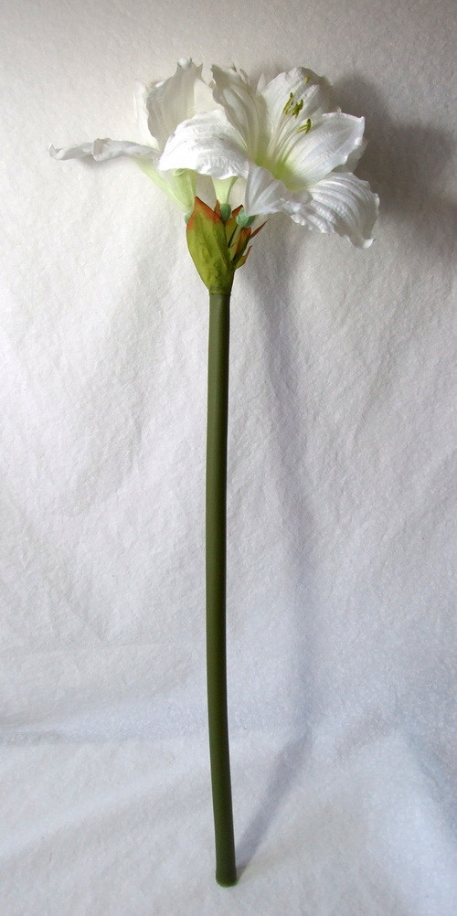 Amarylis bílý — foto 2